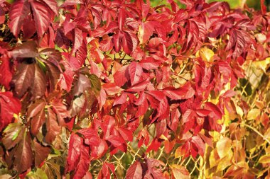 Doğa tarafından yaratılan doğal desen. Renkli bir sezon. Güzel bir sonbahar arkaplanı. Sonbahar yaprakları. Sonbahar reklamı. Doğa güzelliği. Doğal renkler. Sonbahar dalları. Sonbahar kırmızı yaprakları