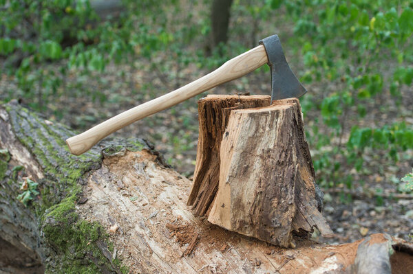 tree cut with axe. survive in wild nature concept. ax stuck in a tree stump. axe in the forest. cut tree outdoor. wanderlust, hiking and travel