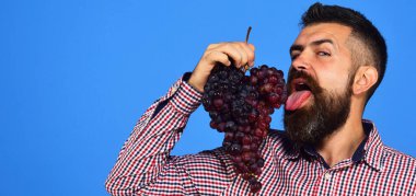 Baştan çıkarıcı yüzlü şarap üreticisi üzüm kümesini yalıyor.