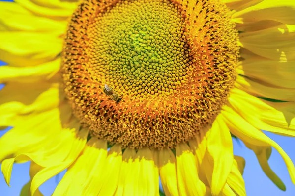 Closeup of yellow flower. bee on beautiful sunflower. summer nature beauty. summer harvest and agriculture concept. bee make honey. I love flowers — Stock Photo, Image