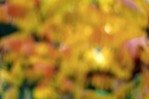 Piękne jesienne tło. Nieostre rozmyte jesienne tło liści. Ogłoszenie jesiennego sezonu. Piękna natura. Naturalne kolory. Jesienne tło drzew. Mgliste jesienne liście żółte i pomarańczowe — Zdjęcie stockowe