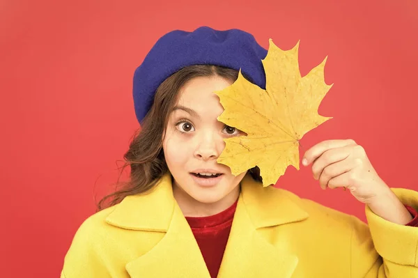 Enjoy season. Hello september. Little girl welcome autumn season. Kid girl cute face hold maple leaf. Child with autumn yellow leaf. Autumn is here. Small girl wear fall outfit on red background