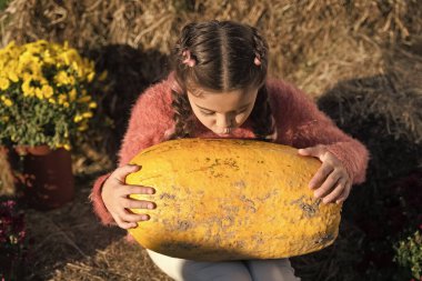 Sonbahar tatili. Güneşli bir günde küçük bir çocuk ve balkabağı. Balkabağı hasadı topluyorum. Balkabağı zamanı. Kabak kabağı gibi kaba saba geçmişi olan sevimli bir kız. Şükran Günü Cadılar Bayramı ya da Hasat Günü