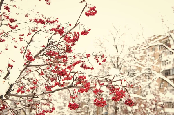 Winter nature concept. Frozen food. Seasonal berries. Christmas rowan berry branch. Hawthorn berries bunch. Rowanberry in snow. Berries of red ash in snow. Winter background. Frosted red berries