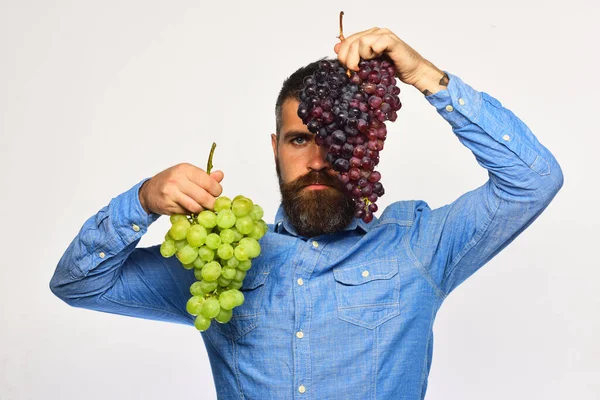 Bauer zeigt seine Ernte. Winzer mit ernstem Gesicht — Stockfoto