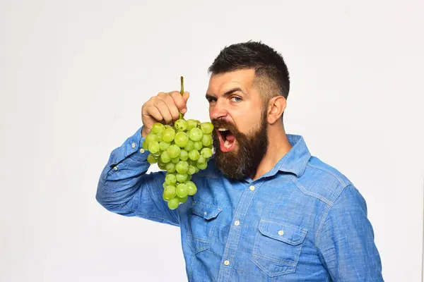 Winzer mit wild hungrigem Gesicht hält Trauben in der Hand. — Stockfoto