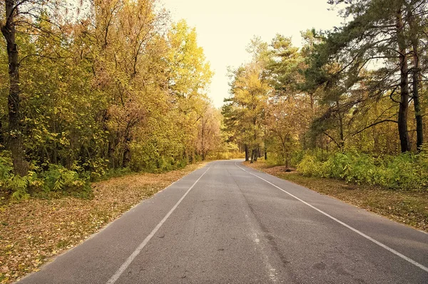 Autumn is all around us. Road through autumn forest. Desolate road on natural landscape. Asphalt road. Road in countryside. Travelling and wanderlust. Fall season travel. Autumn vacation