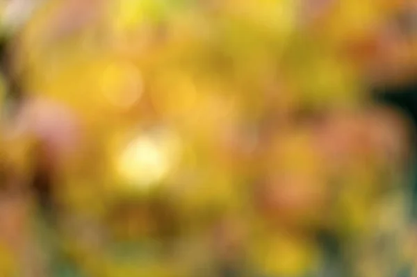 Επιστροφή για φθινοπωρινή διάθεση. Κίτρινο φεστιβάλ Μπόκεχ. Κίτρινο φθινόπωρο φύλλωμα. Κλάδος με κίτρινα φύλλα. Θολούρα. Κίτρινα θολά φύλλα. Φθινόπωρο χρώματα αφηρημένο φόντο — Φωτογραφία Αρχείου