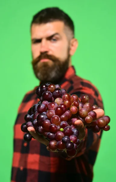 Vinař s vážným obličejem drží po ruce hrozny — Stock fotografie