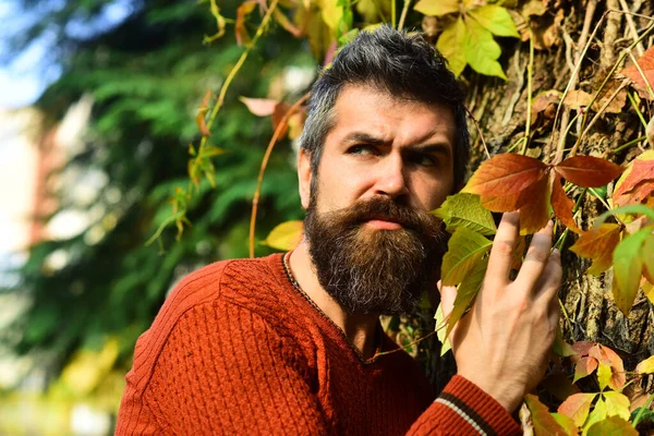 Sonbahar sarmaşık yapraklarında katı yüzlü bir adam.