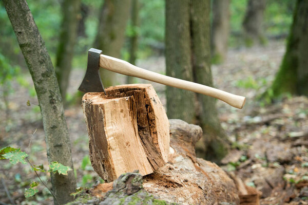 Split and cut. Large axe in stump. Splitting axe on natural landscape. Lumbermans equipment. Tree chopping. Forestry logging. Timber harvesting. Firewood cutting
