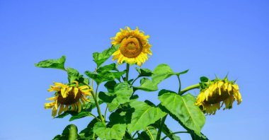 Mavi gökyüzü arka planında çiçek. Ayçiçeğinin güzel sarı çiçeği. Büyük ayçiçeği yaklaş. Yaz doğa güzelliği. Yeşil düşün.