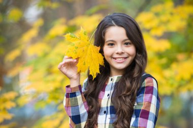 Sonbahar kucaklaşması. Dışarıda yürümek için güzel bir hava. Sonbahar yapraklı çocuk. Doğanın güzelliği. Uzun saçlı mutlu bir kız. Kız sarı akçaağaç yaprakları topluyor. Sonbahar parkındaki çocuk. Sonbahar okul zamanıdır.