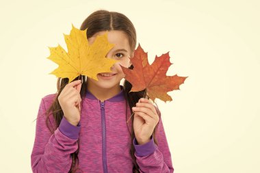 Sonbahar renkleri komiktir. Çok parlak, yoğun ve güzeller. Küçük kız düşmüş akçaağaç yaprakları tutuyor. Mutlu küçük çocuk sonbahar yapraklarıyla oynuyor. Beyaz dizi yapraklarında izole edilmiş bir çocuk. Cilt bakımı kavramı