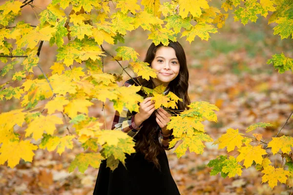 Belleza de la naturaleza. chica feliz con el pelo largo. chica en hojas de arce amarillo. niño en el parque de otoño. el otoño es un tiempo para la escuela. buen tiempo para caminar al aire libre. niño en hojas de otoño. Explorando el mundo — Foto de Stock