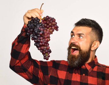 Sakallı adam bir demet mor üzüm tutuyor.