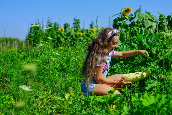 Помощь и поддержка. красота летней природы. маленькая девочка на фермерском саду с сквошем. выращивание овощного мозга. Счастливого детства. Ретро красивая девушка показывает цуккини. милый ребенок на ферме — стоковое фото