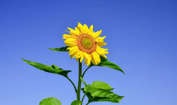 Hermoso girasol. verano belleza de la naturaleza. cosecha de verano y concepto de agricultura. girasol sobre fondo azul del cielo. primer plano de la flor amarilla. Toma tu flor. — Foto de Stock