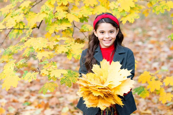 Retro iskolás lány gyűjteni ősz sárga juhar levelek, szépség — Stock Fotó