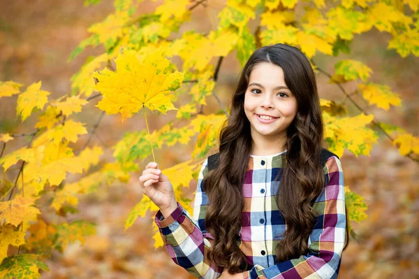 周りにいるのは嬉しい。女の子は黄色のカエデの葉を集める。秋の公園の子供。秋は学校の時間だ。屋外を歩くのに良い天気。秋の紅葉の子。自然の美しさ。髪の長い幸せな女の子 — ストック写真