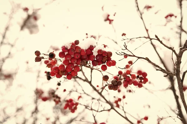 Szezonális bogyók. Karácsonyi áfonyaág. Galagonya bogyók. Rowanberry hóban. Piros hamu bogyók a hóban. Téli háttér. Cukormázas vörös bogyók. Fagyasztott étel. Éghajlatváltozás — Stock Fotó