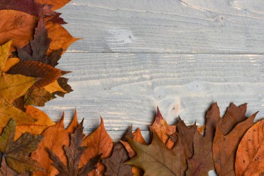 Sonbahar sanat konsepti. Akçaağaç, meşe ve kiraz ağacı yaprakları