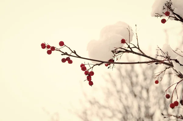 Donmuş yiyecekler. İklim kontrolü. Mevsimlik meyveler. Noel Rowan böğürtlen dalı. Hawthorn böğürtlenleri. Karda Rowanberry. Karda kırmızı kül böğürtlen. Kış dönemi. Buzlu kırmızı çilekler. — Stok fotoğraf