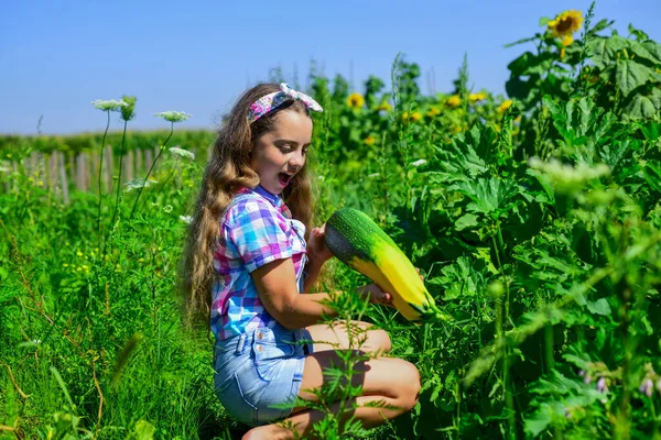 retro beautiful girl showing zucchini. pretty kid on farm. beauty of summer nature. little girl on farming garden with squash. growing vegetable marrow. happy childhood. Transplanting plant