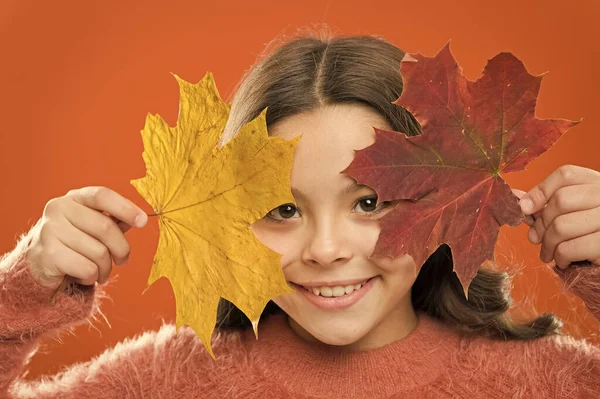 学校の時間だ。天然記念物。色素だ。自然の変化。カエデの葉を持つ幸せな女の子。小さな子供は秋の葉を保持します。葉で遊んでいるかわいい幸せな笑顔の子供。植物学の概念 — ストック写真