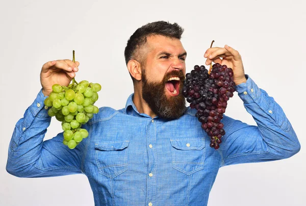 Bauer zeigt seine Ernte. Weinbau und Herbstkonzept. — Stockfoto