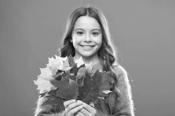葉を集める。天然記念物。色素だ。自然の変化。カエデの葉を持つ幸せな女の子。小さな子供は秋の葉を保持します。葉で遊んでいるかわいい幸せな笑顔の子供。植物学の概念 — ストック写真