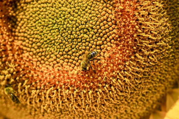 Girassol amarelo lindo com insetos de perto, vida selvagem — Fotografia de Stock