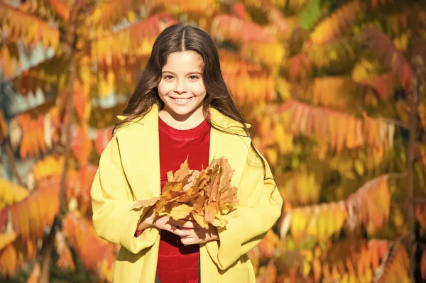 So beautiful. stylish girl in autumn coat. weather forecast. fallen leaves in forest. autumn nature background. school season fashion. happy small kid outdoor. girl with maple leaf. walking in park — Stock Photo, Image