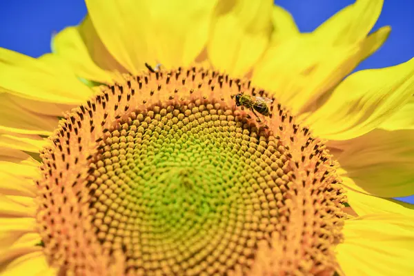 Sunflower seeds and wasp insect close up on blue sky background — Stock Photo, Image