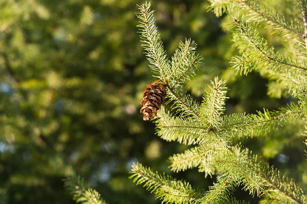 Evergreen coniferous spruce tree with green needle foliage and fir cone on natural background, conifer — Stock Photo, Image