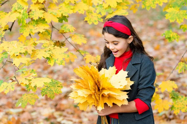 Felice annata bambino raccogliere foglie di acero giallo, autunno — Foto Stock