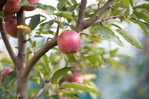 De oogst is rijp. Appeltuin op natuurlijk landschap. Appelboom groeit in fruittuin. Boomgaarden. Tuinieren en kweken. Landbouw en landbouw. Zomer of herfst seizoen — Stockfoto