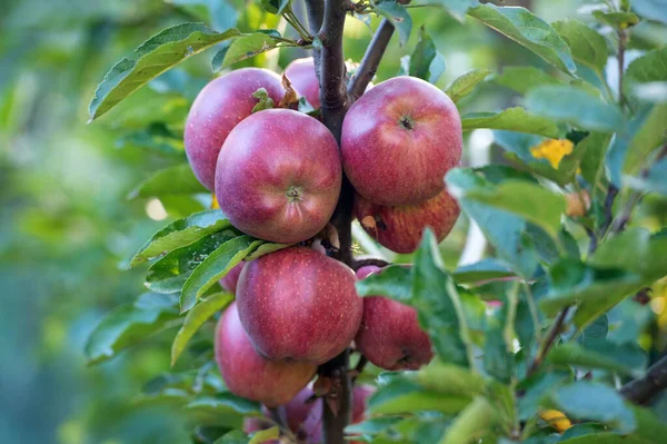 Az őszi szüret rengeteg gyümölcsöt hoz. A vörös alma érik a fán. Őszi kert vagy gyümölcsös. Alma termesztés. Mezőgazdaság és kertészet. Szüretelés. Őszi növények — Stock Fotó