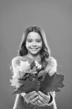 Doğayla aşk paylaşımı. Okul zamanı. çocukluk mutluluğu. Kazaklı kız çocuğu. Sonbahar havası. Akçaağaç yaprağıyla mutlu küçük bir kız. Sonbahar sezonu. Düşen yapraklar. Sonbahar çocuk modası. Hava değişimi