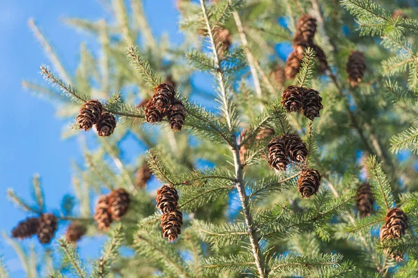 Deeper into the wood. Coniferous wood. Spruce tree with cones on blue sky. Softwood forest. Nature and ecology. Christmas and holiday season. Evergreen beauty — Stock Photo, Image