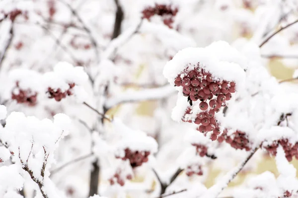 Rote Esche und weißer Schnee — Stockfoto