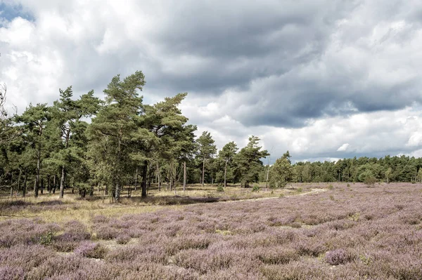 Heathland med blommande gemensam ljung, naturlig bakgrund — Stockfoto