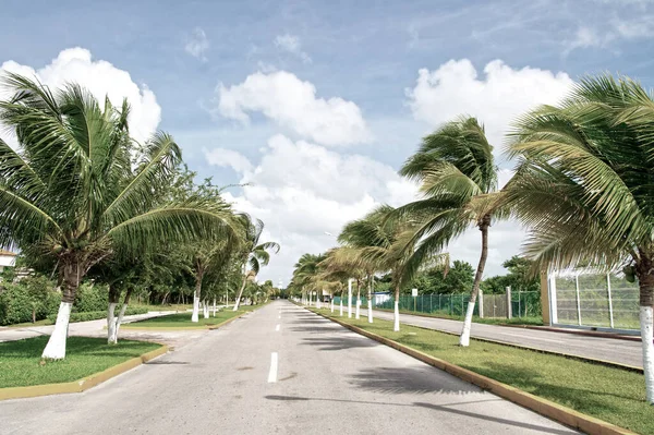 Пальмові дерева у вітрі біля дороги — стокове фото