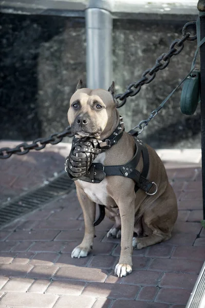 Staffordshire Terrier köpeği namluda oturuyor. — Stok fotoğraf