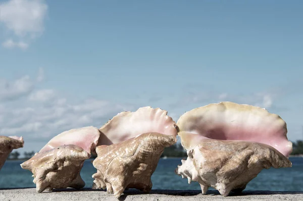 Conchas marinas y cielo azul —  Fotos de Stock