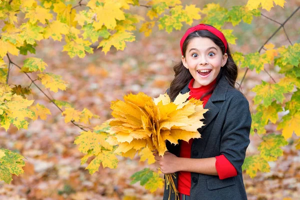 Felice bambino manciata di foglie d'acero giallo nel parco, autunno — Foto Stock