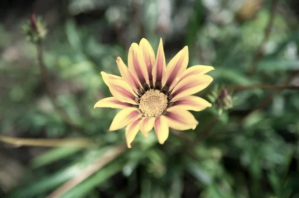 Gele bloem op groen — Stockfoto