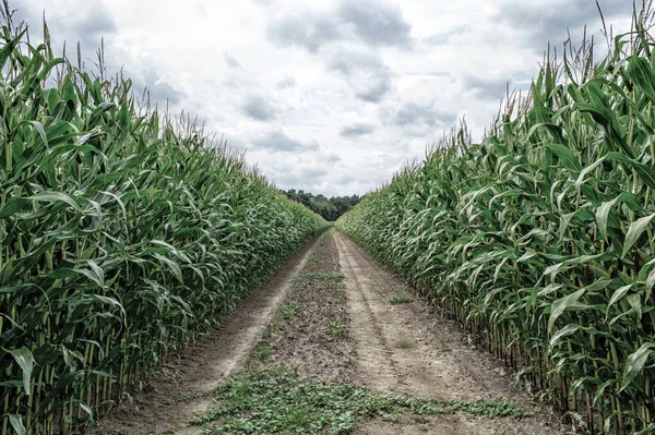 Champ agricole sur lequel pousse le maïs vert — Photo