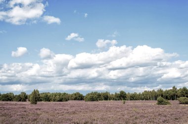 Çiçek açan fundaları, doğal arka planı olan Heathland.