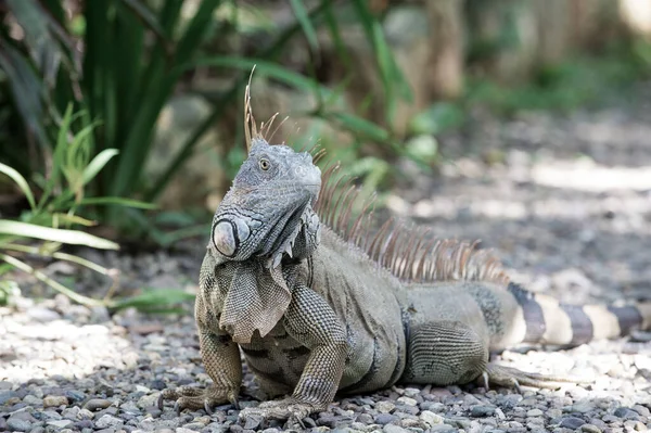 Wild green lizard or iguana — Stock Photo, Image